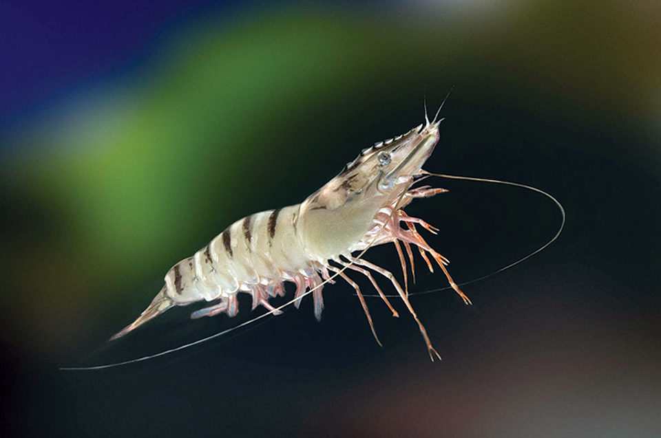 CCTV Camera Monitoring Setup